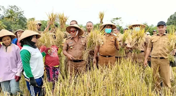 Muna Barat Panen Raya 20 Hektare Padi