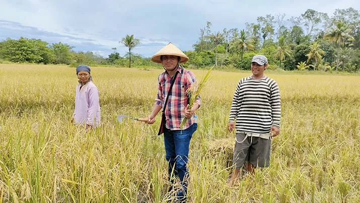 Muna Barat Panen Raya 20 Hektare Padi