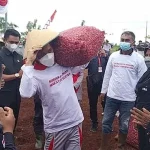 Wakatobi Kembangkan Bawang Merah untuk Program Merdeka Pangan Wakatobi Kembangkan Bawang Merah untuk Program Merdeka Pangan