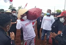 Wakatobi Kembangkan Bawang Merah untuk Program Merdeka Pangan Wakatobi Kembangkan Bawang Merah untuk Program Merdeka Pangan