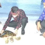 Pemda dan Balai TN Wakatobi Lepasliarkan Penyu di Tomia Pemda dan Balai TN Wakatobi Lepasliarkan Penyu di Tomia
