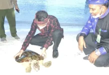 Pemda dan Balai TN Wakatobi Lepasliarkan Penyu di Tomia Pemda dan Balai TN Wakatobi Lepasliarkan Penyu di Tomia