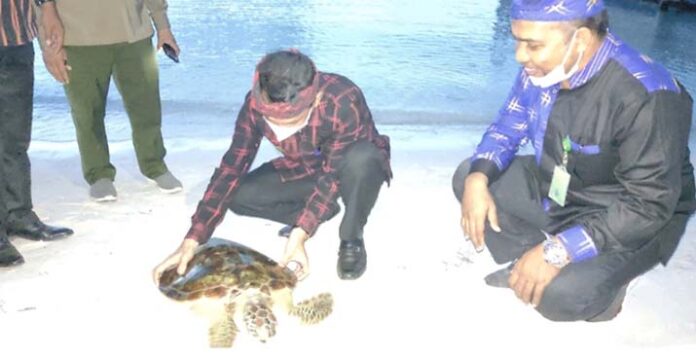 Pemda dan Balai TN Wakatobi Lepasliarkan Penyu di Tomia