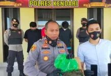 Polisi di Kendari Ringkus Tiga Pemuda Pengedar Ganja Lintas Provinsi Polisi di Kendari Ringkus Tiga Pemuda Pengedar Ganja Lintas Provinsi