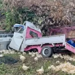 Mobil Pengangkut Ayam Tabrak Tiang Listrik di Kolut