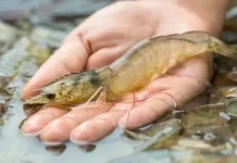 KKP Gelontorkan Rp5 Triliun untuk Budidaya Udang di Muna KKP Gelontorkan Rp5 Triliun untuk Budidaya Udang di Muna