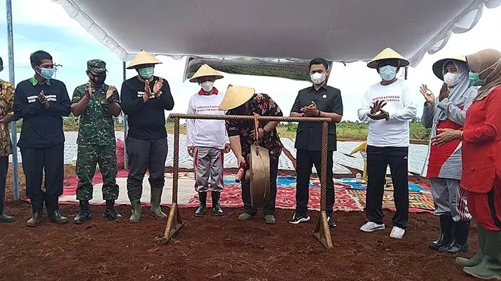 Wakatobi Kembangkan Bawang Merah untuk Program Merdeka Pangan