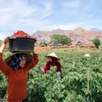 KUR Jadi Pemacu UMKM di Masa Pandemi Covid-19 KUR Jadi Pemacu UMKM di Masa Pandemi Covid-19