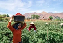 KUR Jadi Pemacu UMKM di Masa Pandemi Covid-19 KUR Jadi Pemacu UMKM di Masa Pandemi Covid-19