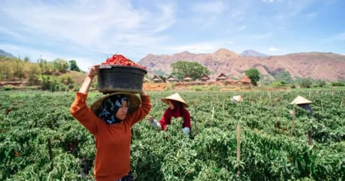 KUR Jadi Pemacu UMKM di Masa Pandemi Covid-19