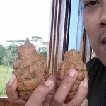 Dansat Brimob: Granat yang Ditemukan Warga di Konsel Harus Dimusnahkan Dansat Brimob: Granat yang Ditemukan Warga di Konsel Harus Dimusnahkan