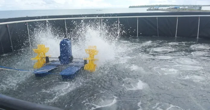 Lokasi Budidaya Udang Vaname Wakatobi Segera Rampung
