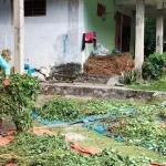 Petani Nilam di Kolut Keluhkan Harga Pupuk dan Pestisida Melambung Tinggi Petani Nilam di Kolut Keluhkan Harga Pupuk dan Pestisida Melambung Tinggi