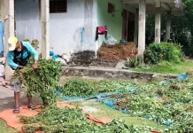 Petani Nilam di Kolut Keluhkan Harga Pupuk dan Pestisida Melambung Tinggi Petani Nilam di Kolut Keluhkan Harga Pupuk dan Pestisida Melambung Tinggi