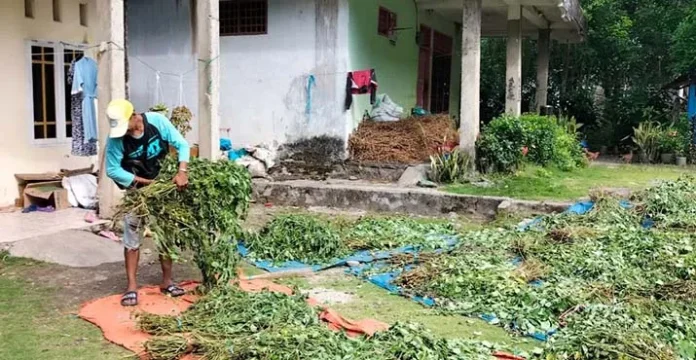 Petani Nilam di Kolut Keluhkan Harga Pupuk dan Pestisida Melambung Tinggi