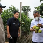 Erick Thohir Apresiasi Klaster Komoditas Jeruk Binaan BRI