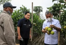 Erick Thohir Apresiasi Klaster Komoditas Jeruk Binaan BRI