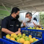 Dorong UMKM, BRI Bantu Petani Jeruk Naik Kelas Dorong UMKM, BRI Bantu Petani Jeruk Naik Kelas
