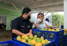 Dorong UMKM, BRI Bantu Petani Jeruk Naik Kelas Dorong UMKM, BRI Bantu Petani Jeruk Naik Kelas