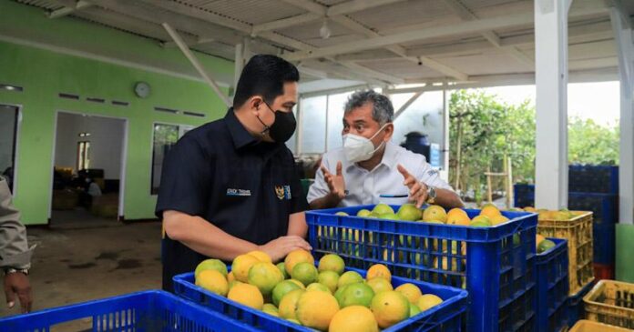 Dorong UMKM, BRI Bantu Petani Jeruk Naik Kelas