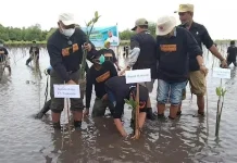 Pemda dan Balai Taman Nasional Wakatobi Tanam 210 Ribu Mangrove di Pulau Kaledupa Pemda dan Balai Taman Nasional Wakatobi Tanam 210 Ribu Mangrove di Pulau Kaledupa