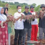 Wakatobi Panen Perdana Bawang Merah Wakatobi Panen Perdana Bawang Merah 10 Ton