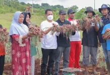 Wakatobi Panen Perdana Bawang Merah Wakatobi Panen Perdana Bawang Merah 10 Ton