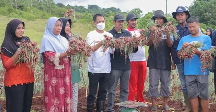 Wakatobi Panen Perdana Bawang Merah 10 Ton