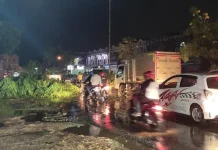 Pohon Tumbang di Kendari Tutupi Separuh Jalan Pohon Tumbang di Kendari Tutupi Separuh Jalan
