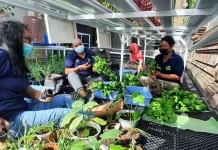 Dibina BRI, Kelompok Wanita Tani Hidroponik Ini Sukses Jadi Percontohan Dibina BRI, Kelompok Wanita Tani Hidroponik Ini Sukses Jadi Percontohan