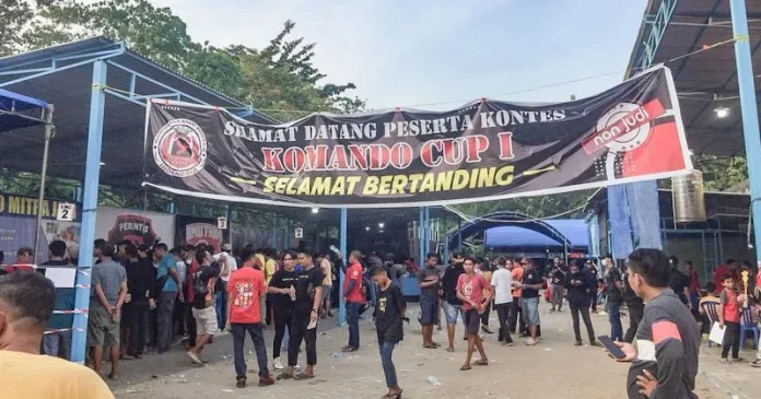 Para Penghobi Ayam Ramaikan Kontes Tinju Ayam di Kendari Para Penghobi Ayam Ramaikan Kontes Tinju Ayam di Kendari