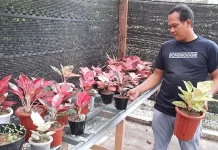 Kontes dan Festival Tanaman Aglaonema Bakal Digelar di Kolut Kontes dan Festival Tanaman Aglaonema Bakal Digelar di Kolut