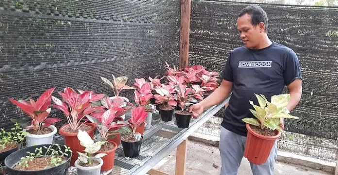 Kontes dan Festival Tanaman Aglaonema Bakal Digelar di Kolut
