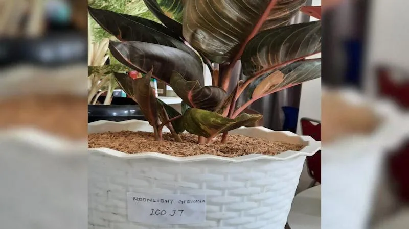 Kontes dan Festival Tanaman Aglaonema di Kolut Sukses Digelar