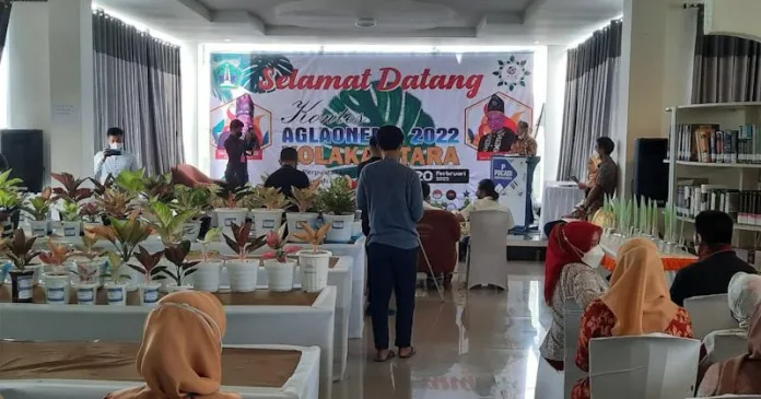 Kontes dan Festival Tanaman Aglaonema di Kolut Sukses Digelar
