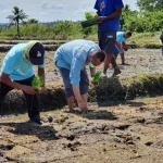 Pemkab Kolaka Apresiasi Penanaman Perdana Padi SRI Organik PT Vale di Blok Pomalaa Pemkab Kolaka Apresiasi Penanaman Perdana Padi SRI Organik PT Vale di Blok Pomalaa