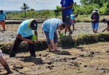 Pemkab Kolaka Apresiasi Penanaman Perdana Padi SRI Organik PT Vale di Blok Pomalaa Pemkab Kolaka Apresiasi Penanaman Perdana Padi SRI Organik PT Vale di Blok Pomalaa