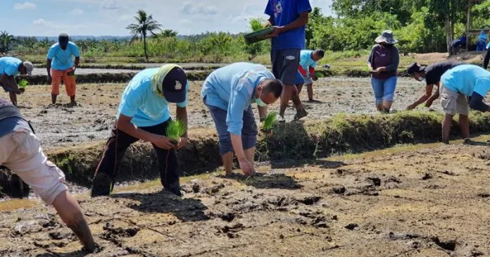Pemkab Kolaka Apresiasi Penanaman Perdana Padi SRI Organik PT Vale di Blok Pomalaa