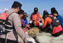 Korban Hilang di Pesisir Pantai Napa Ditemukan Meninggal Korban Hilang di Pesisir Pantai Napa Ditemukan Meninggal