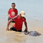 Seekor Lumba-lumba Terdampar di Kali Wanggu Seekor Lumba-lumba Terdampar di Kali Wanggu