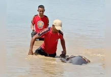 Seekor Lumba-lumba Terdampar di Kali Wanggu Seekor Lumba-lumba Terdampar di Kali Wanggu