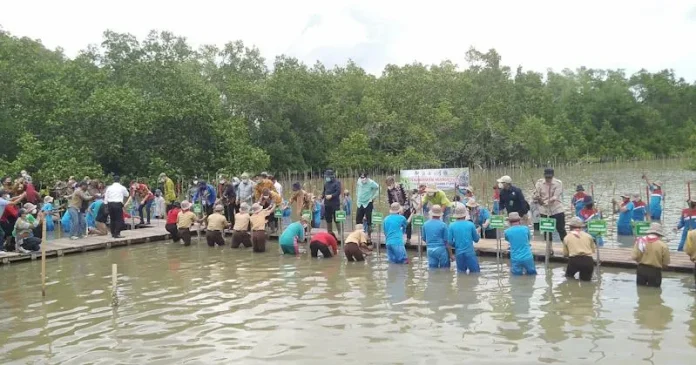 200 Pelajar dan Masyarakat Kendari Ikut Menanam Mangrove di Puncak HPN 2022