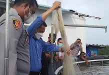 Uji Coba Budi Daya Udang Vaname Sukses di Wakatobi Uji Coba Budi Daya Udang Vaname Sukses di Wakatobi