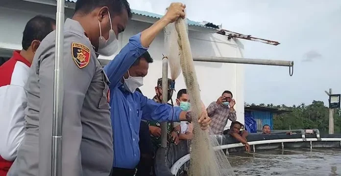 Uji Coba Budi Daya Udang Vaname Sukses di Wakatobi