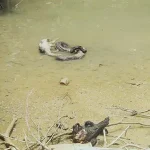 Dua Ekor Buaya dan Ular Jadi Korban Kebakaran 7 Unit Bangunan Dekat RSUD Kendari Dua Ekor Buaya dan Ular Jadi Korban Kebakaran 7 Unit Bangunan dekat RSUD Kendari