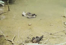 Dua Ekor Buaya dan Ular Jadi Korban Kebakaran 7 Unit Bangunan Dekat RSUD Kendari Dua Ekor Buaya dan Ular Jadi Korban Kebakaran 7 Unit Bangunan dekat RSUD Kendari