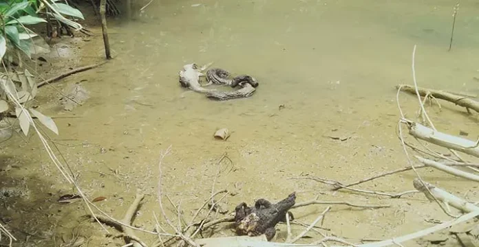 Dua Ekor Buaya dan Ular Jadi Korban Kebakaran 7 Unit Bangunan dekat RSUD Kendari