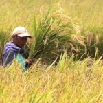 BPS Sultra Prediksi Produksi Beras 2022 Naik Ratusan Warga Kendari Serbu Kantor Bulog Demi Mendapat Minyak Goreng