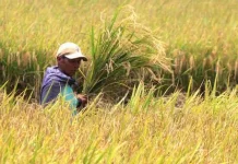 BPS Sultra Prediksi Produksi Beras 2022 Naik Ratusan Warga Kendari Serbu Kantor Bulog Demi Mendapat Minyak Goreng