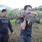 BKSDA Sultra Evakuasi Buaya Sepanjang 1,8 Meter yang Terjaring Pukat Nelayan BKSDA Sultra Evakuasi Buaya Sepanjang 1,8 Meter yang Terjaring Pukat Nelayan